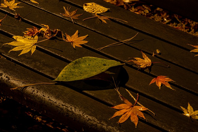 Scarica gratuitamente l'immagine gratuita di foglie autunnali in panchina in legno autunnale da modificare con l'editor di immagini online gratuito GIMP