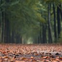 Fall leaves fall  screen for extension Chrome web store in OffiDocs Chromium