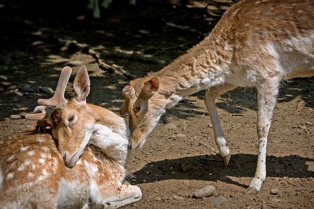 Libreng download fallow deer animal roe deer deer libreng larawan na ie-edit gamit ang GIMP libreng online na editor ng imahe