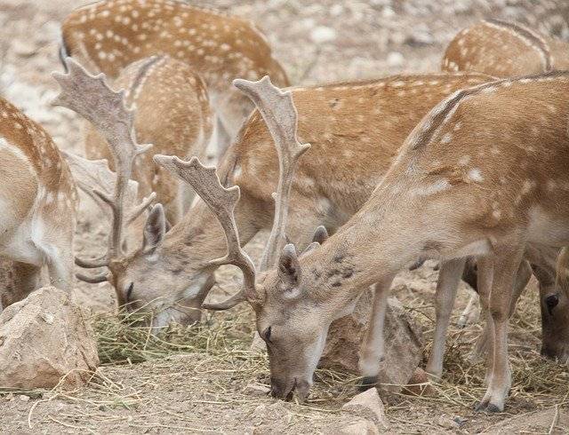 Free download Fallow Deer Animals -  free photo or picture to be edited with GIMP online image editor