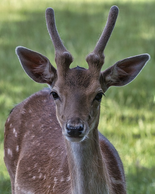 Free download fallow deer doe deer ruminant free picture to be edited with GIMP free online image editor