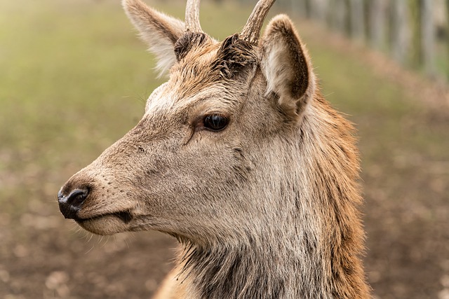 Bezpłatne pobieranie danieli jeleń łania hirsch darmowe zdjęcie do edycji za pomocą bezpłatnego internetowego edytora obrazów GIMP