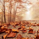 Fall Theme  screen for extension Chrome web store in OffiDocs Chromium