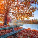 Fall yellow leaves tree  screen for extension Chrome web store in OffiDocs Chromium