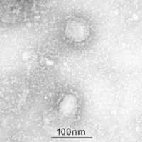 Free download Fangruida: New coronavirus research 2020v4.0 electronic version (Davis.k) free photo or picture to be edited with GIMP online image editor