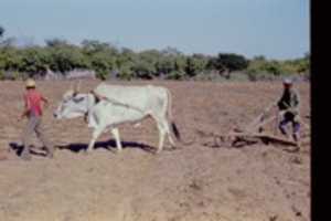 Free download Farmer Plowing a Field - Peace Corps - Brazil free photo or picture to be edited with GIMP online image editor