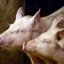 Farm pig  screen for extension Chrome web store in OffiDocs Chromium