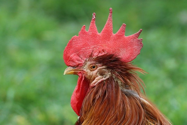 Бесплатно скачать фермерское дворовое кран куриное яйцо бесплатное изображение для редактирования в GIMP бесплатный онлайн-редактор изображений