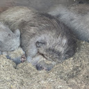 Fat black pigs  screen for extension Chrome web store in OffiDocs Chromium