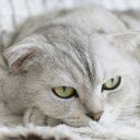 Fat cat  screen for extension Chrome web store in OffiDocs Chromium