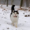Fat cat and snow  screen for extension Chrome web store in OffiDocs Chromium