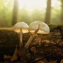 Fat egg mushroom  screen for extension Chrome web store in OffiDocs Chromium