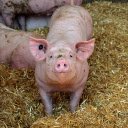 Fat Pigs  screen for extension Chrome web store in OffiDocs Chromium