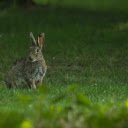 Fat Rabbit  screen for extension Chrome web store in OffiDocs Chromium