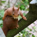 Fat Squirrel  screen for extension Chrome web store in OffiDocs Chromium