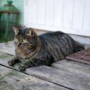 Fat tabby cat  screen for extension Chrome web store in OffiDocs Chromium