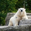 Fat white bear  screen for extension Chrome web store in OffiDocs Chromium