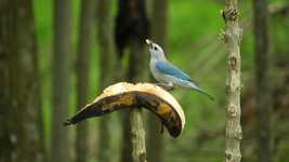 Free download Fauna Ave Bird -  free video to be edited with OpenShot online video editor