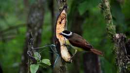 Free download Fauna Insects Bird -  free video to be edited with OpenShot online video editor