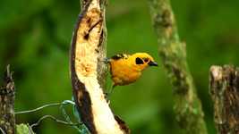 تحميل مجاني Fauna Nature Birds - فيديو مجاني ليتم تحريره باستخدام محرر الفيديو عبر الإنترنت OpenShot