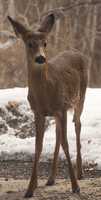 Free download fawn_20190321 free photo or picture to be edited with GIMP online image editor