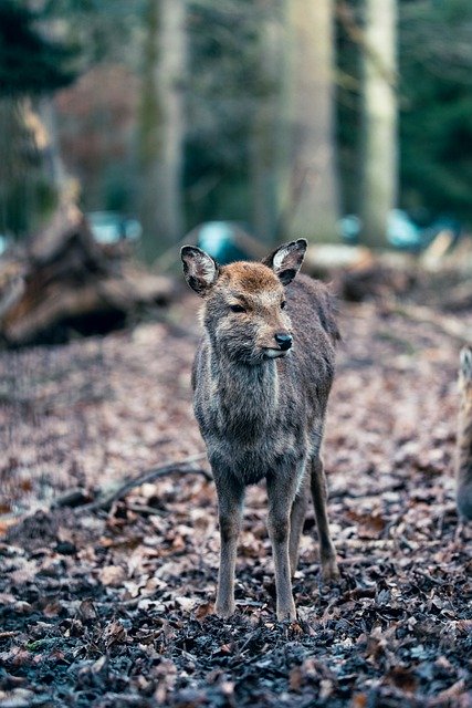 Free download fawn deer wild nature forest free picture to be edited with GIMP free online image editor