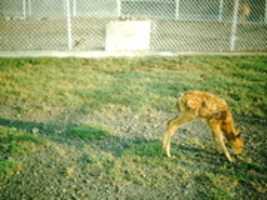 Free download Fawn  free photo or picture to be edited with GIMP online image editor