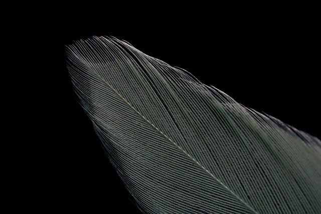 ດາວ​ໂຫຼດ​ຟຣີ feather bird avian ທໍາ​ມະ​ຊາດ​ຮູບ​ພາບ​ນອກ​ຟຣີ​ທີ່​ຈະ​ໄດ້​ຮັບ​ການ​ແກ້​ໄຂ​ທີ່​ມີ GIMP ບັນນາທິການ​ຮູບ​ພາບ​ອອນ​ໄລ​ນ​໌​ຟຣີ​