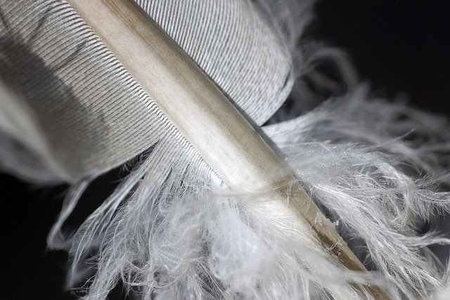 ດາວໂຫຼດຟຣີ feather bird plumage lightness picture free to be edited with GIMP free online image editor