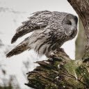 FEATHER OWL THEME  screen for extension Chrome web store in OffiDocs Chromium