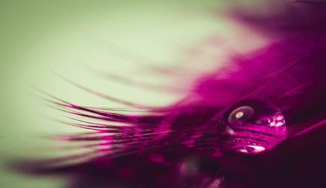 Kostenloser Download von Feather Water Drop Of - kostenloses Foto oder Bild zur Bearbeitung mit dem Online-Bildeditor GIMP