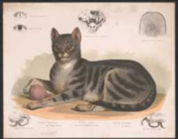 Free download Felis Domesticus free photo or picture to be edited with GIMP online image editor