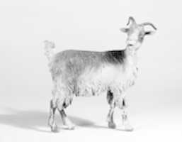 Free download Female adult goat free photo or picture to be edited with GIMP online image editor