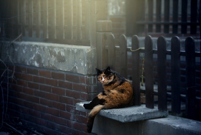 Free download fence feral cat old wall day off free picture to be edited with GIMP free online image editor
