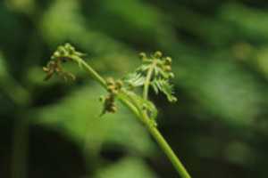 Free download Fern Bracknell free photo or picture to be edited with GIMP online image editor