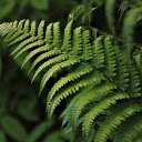 Fern leaves  screen for extension Chrome web store in OffiDocs Chromium