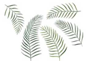 Free download Fern leaves illustration free photo or picture to be edited with GIMP online image editor