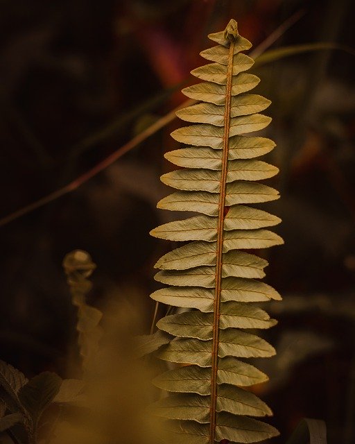 Free download fern leaves plant rachis nature free picture to be edited with GIMP free online image editor