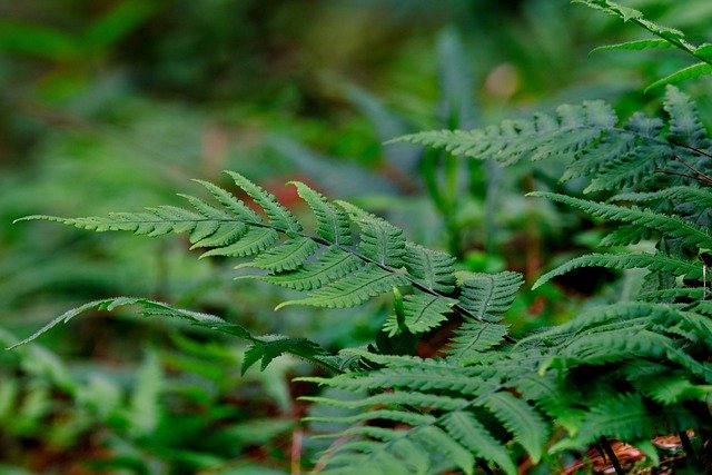 Free download fern leaves plants green nature free picture to be edited with GIMP free online image editor