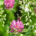 Festival of bees  screen for extension Chrome web store in OffiDocs Chromium
