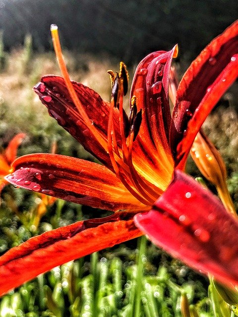 Download gratuito Feuerlilie Flower Nature - foto o immagine gratuita da modificare con l'editor di immagini online di GIMP