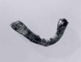 Free download Fibula free photo or picture to be edited with GIMP online image editor