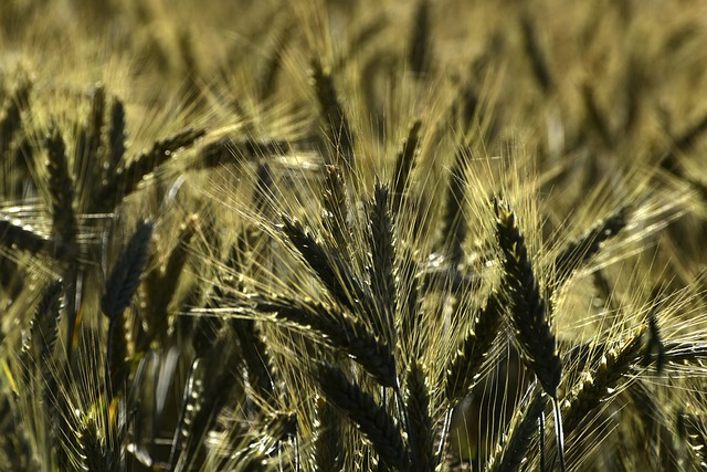 Descargue gratis la imagen gratuita de cebada de oreja de cereal de hierba de campo para editar con el editor de imágenes en línea gratuito GIMP