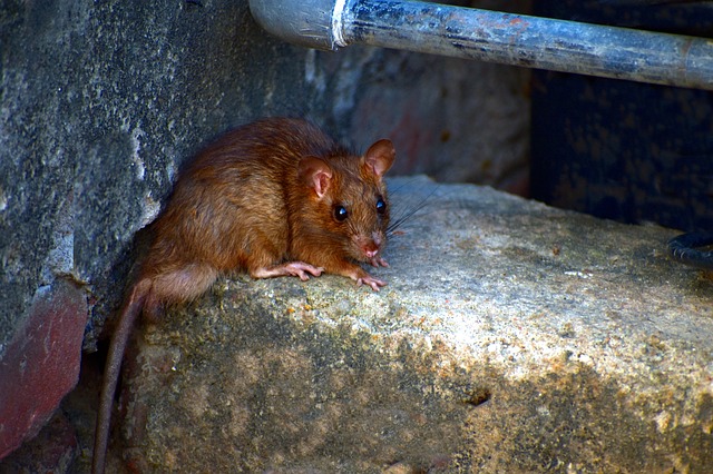 تنزيل مجاني لصورة Field Mouse mus booduga rodent musa ليتم تحريرها باستخدام محرر الصور المجاني على الإنترنت GIMP