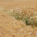 Field of Barley in Summer  screen for extension Chrome web store in OffiDocs Chromium
