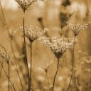 Field of dried flowers and grass  screen for extension Chrome web store in OffiDocs Chromium