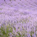 Field of fragrant flowers  screen for extension Chrome web store in OffiDocs Chromium