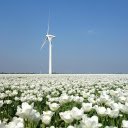 Field of white flowers  screen for extension Chrome web store in OffiDocs Chromium