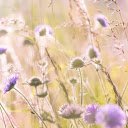 Field of wildflowers  screen for extension Chrome web store in OffiDocs Chromium