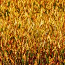 Field of yellow flowers  screen for extension Chrome web store in OffiDocs Chromium